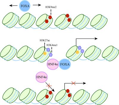 The role of FOXA family transcription factors in glucolipid metabolism and NAFLD